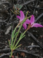Boronia spathulata