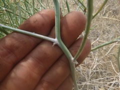 Stephanomeria tenuifolia