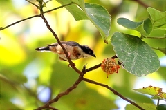 Aegithalos concinnus