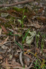 Pterostylis macilenta