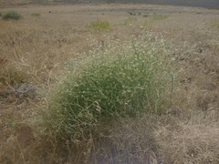 Stephanomeria tenuifolia