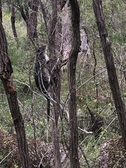 Pseudocheirus occidentalis