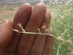 Stephanomeria tenuifolia