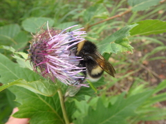 Bombus lucorum