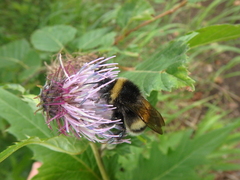 Bombus lucorum