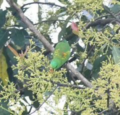 Trichoglossus chlorolepidotus