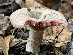 Lactarius subpurpureus