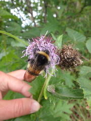 Bombus lucorum