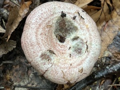 Lactarius subpurpureus
