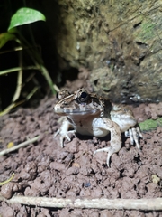 Limnonectes malesianus