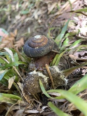 Monadenia infumata