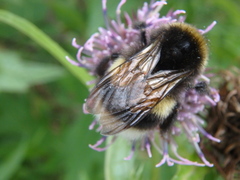 Bombus lucorum