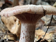 Lactarius subpurpureus