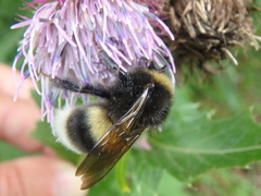 Bombus lucorum