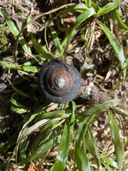 Monadenia infumata