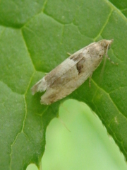 Epinotia ramella