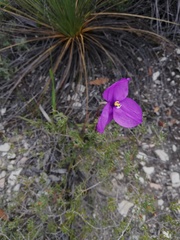 Patersonia occidentalis
