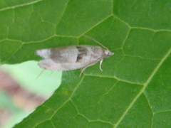 Epinotia ramella