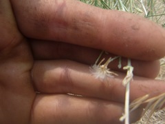 Stephanomeria tenuifolia