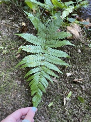 Dryopteris erythrosora