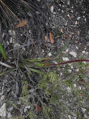Patersonia occidentalis