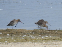 Limosa limosa