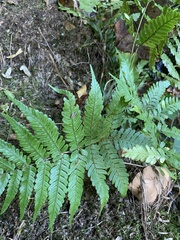 Dryopteris erythrosora