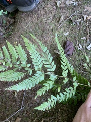 Dryopteris erythrosora