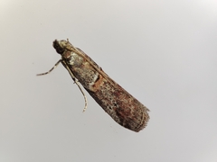 Acrobasis bithynella