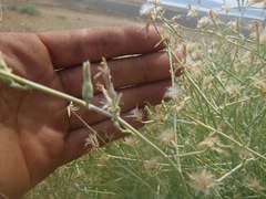 Stephanomeria tenuifolia