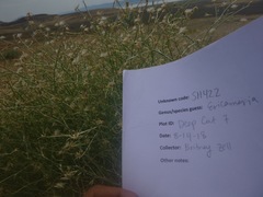 Stephanomeria tenuifolia