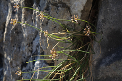 Allium gunibicum