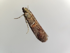 Acrobasis bithynella