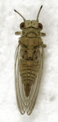Cryptoneossa triangula