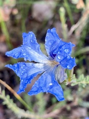 Lechenaultia biloba
