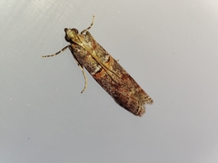 Acrobasis bithynella