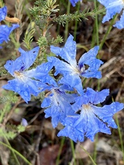 Lechenaultia biloba