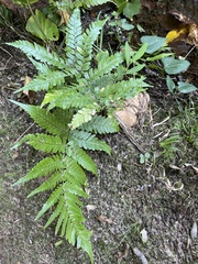 Dryopteris erythrosora