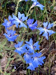 Lechenaultia biloba