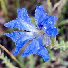 Lechenaultia biloba