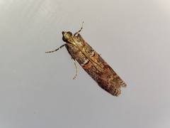 Acrobasis bithynella