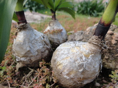 Amaryllis belladonna
