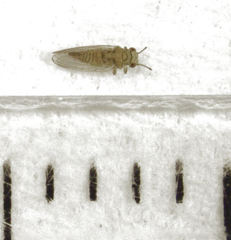 Cryptoneossa triangula