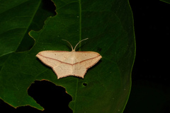 Timandra convectaria