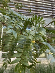 Gleditsia