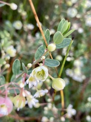 Phyllanthus calycinus