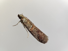 Acrobasis bithynella