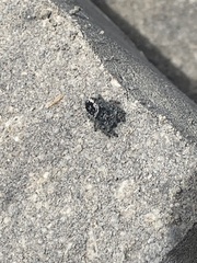 Phidippus borealis