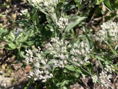 Eupatorium serotinum