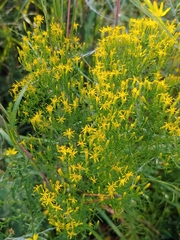 Euthamia caroliniana